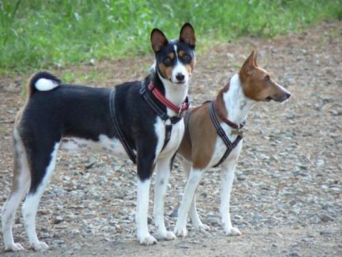 Pair of Basenjis